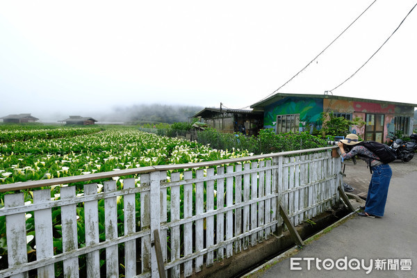 捕捉海芋花海與山巒美景。（圖片來自台媒）