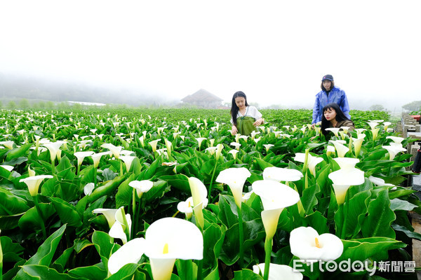 親身下田採海芋是十分有趣的體驗。（圖片來自台媒 徐文彬 攝）