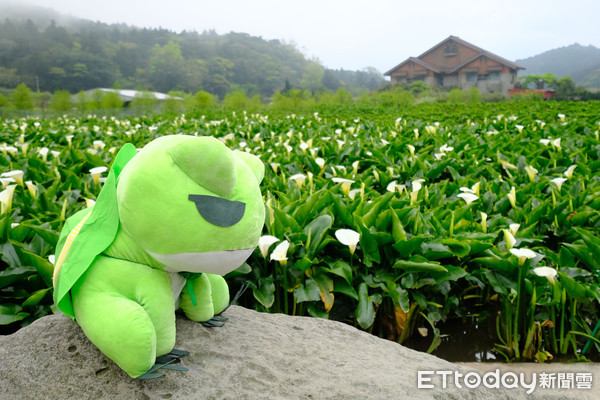 海芋田裡的旅行青蛙。（圖片來自台媒 徐文彬 攝）