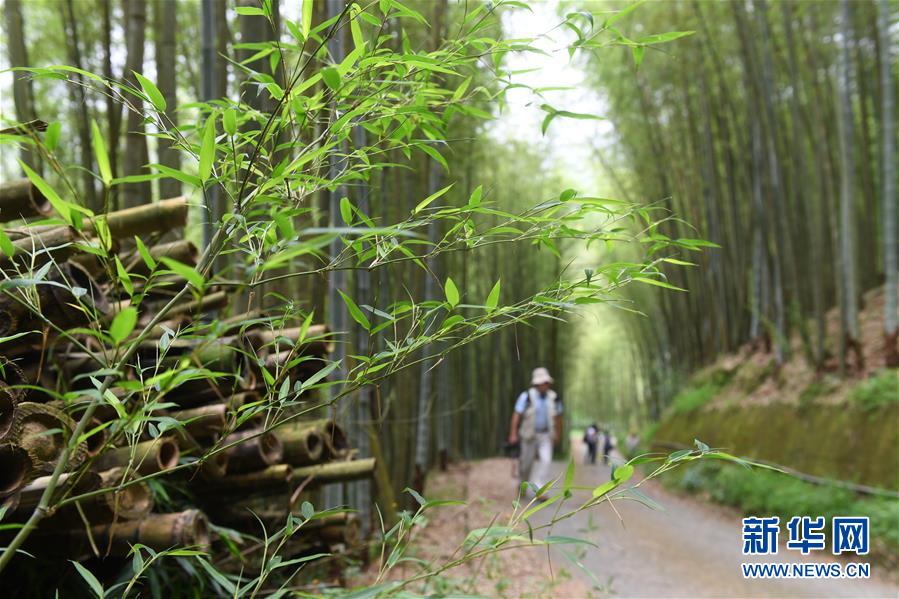 5月21日，游客在台灣南投縣竹山鎮大鞍竹海隧道行走。