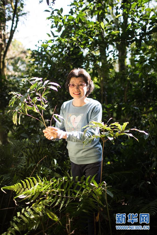 左如玉在位於屏東縣三地門鄉中央山脈深處的茶園裡（1月17日攝）。新華社記者 金立旺 攝