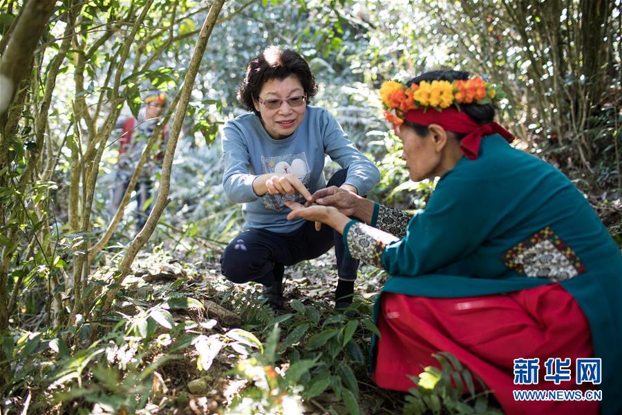 在位於屏東縣三地門鄉中央山脈深處的野生茶樹下，左如玉與當地看護茶樹的原住民交流（1月17日攝）。新華社記者 金立旺 攝