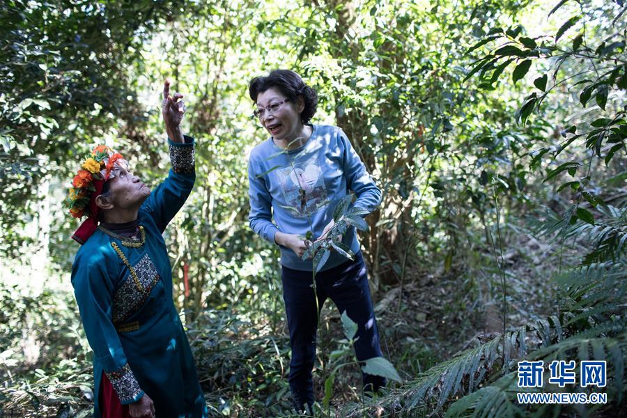 在位於屏東縣三地門鄉中央山脈深處的野生茶樹下，左如玉與當地看護茶樹的原住民交流茶樹長勢（1月17日攝）。新華社記者 金立旺 攝