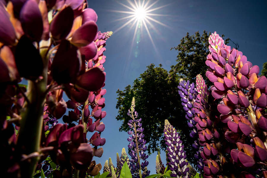 丹麥羽扇豆花相繼盛開 花色艷麗多彩