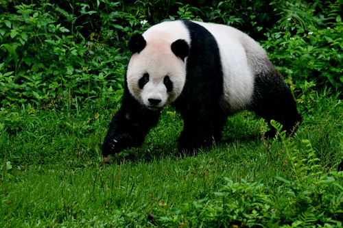 2019年5月6日，大熊猫“团团”在台北动物园熊猫馆玩耍。新华社记者 张国俊 摄