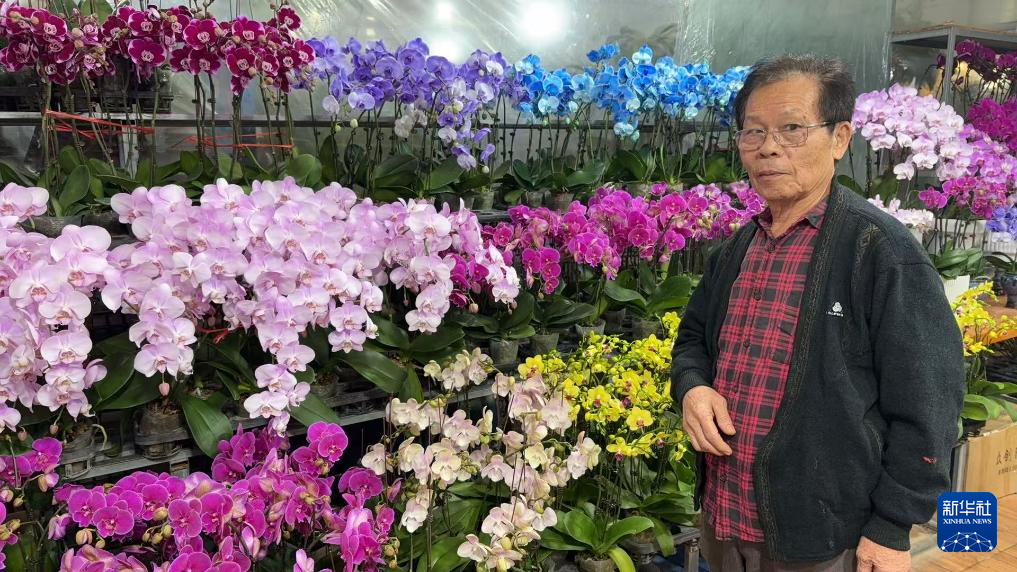 来自台湾台中市的王金堂在安徽合肥的兰花房内(资料照片)。新华社发
